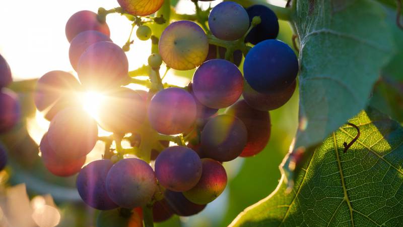 Ausbildung zum österreichischen Sommelier